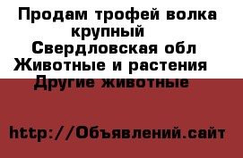 Продам трофей волка крупный. - Свердловская обл. Животные и растения » Другие животные   